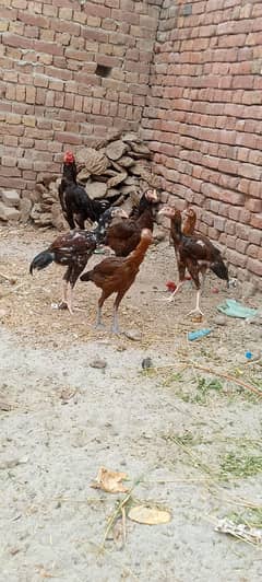2 female and 8 chicks