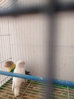 love birds