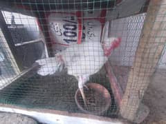 Aseel