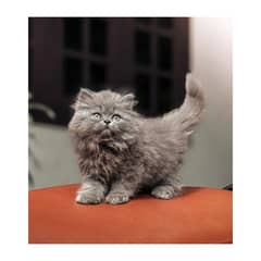 Persian