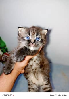 persian