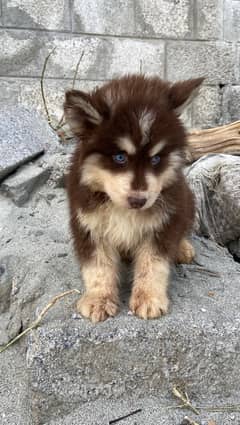 husky puppies for sale