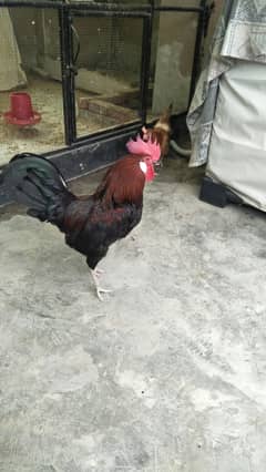 Hen's For Sale