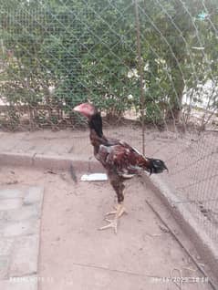 Aseel patha