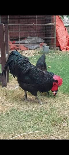 Australorp heritage trio fof sale