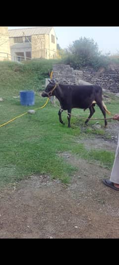 Australian bull