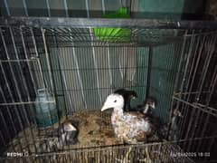 Aseel hens for sale. Beautiful and healthy