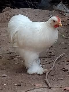 white and back bantam for sale