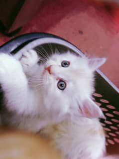persian cat