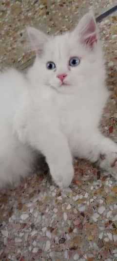 kitten