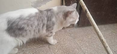 Cat for Mating