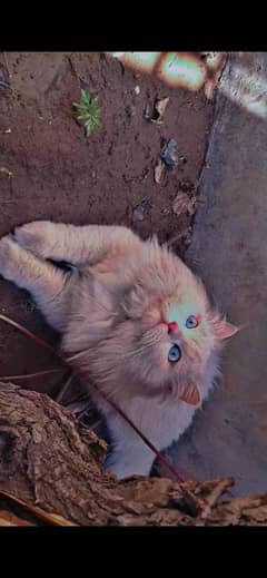 beautiful Persian white double coated breeder Cat blue eye