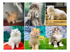 Persian hamalian british punch face piki face cat's and kitten's