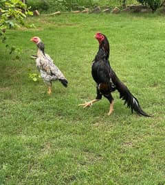 aseel shamo pair Male and feMale