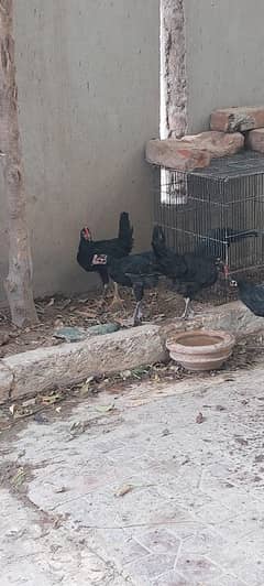 Australorp