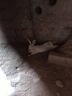white red eyes rabbits pair for sale