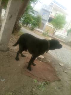 black color 1.7 month age nesil Lebra