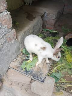 Rabbits male and female available. . . . mix age