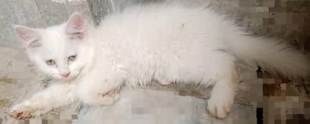 Persian Kittens | Persian Cat | Double Coated Kitten  For Sale
