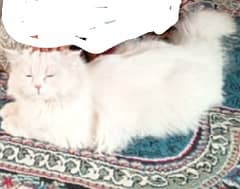 Persian