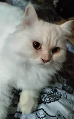 Persian Cats Active and Litter trained