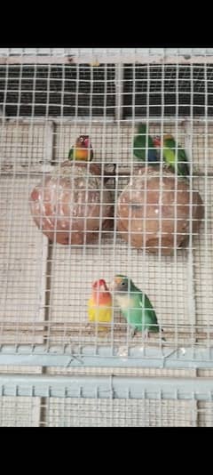 love bird