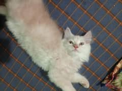 persian kittens for sale