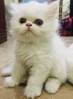 Kitten