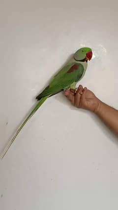 cocktail and Raw parrot for sale