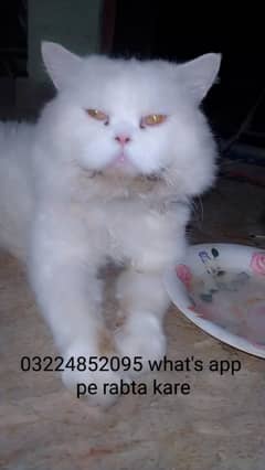 full Persian breed in cheap price