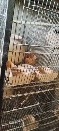 birds cage