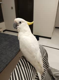 playful Cockatoo female for sale
