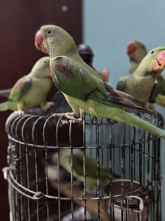 Raw chicks