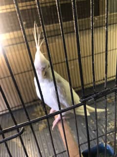 Eno coctail paper white red eyes for sale