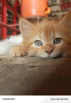 white and red version cat