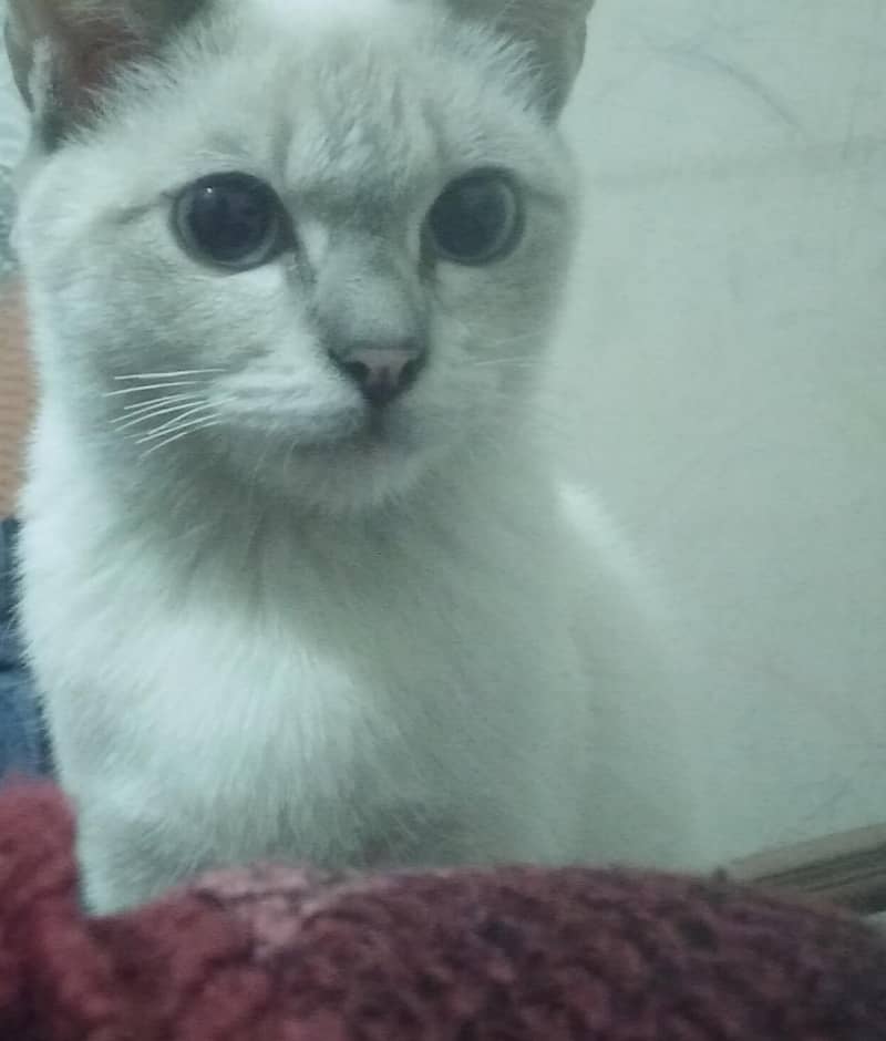 Himalayan Persian 0