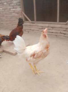 desi golden mishri or austrolb