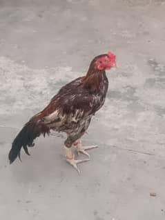 Aseel murga