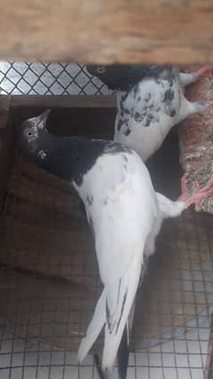 teddy pair ready to first breed