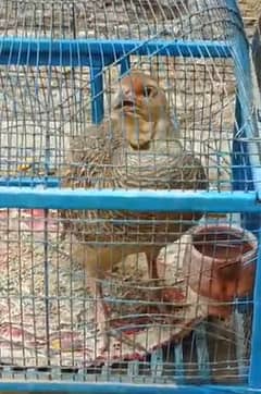 dakhini teetar
