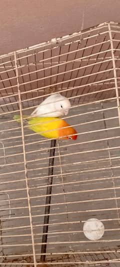 selling parrots and fava finchs