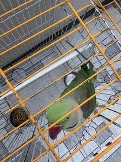 Kashmiri raw talking parrot