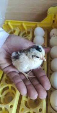 Golden Misri day 1_ Old Chicks . (Vaccinated against Marrics disease)!