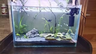 1.5 ft planted Aquarium with fish