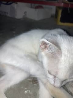 khao manee kitten