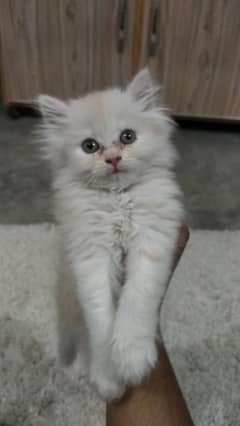 Persian