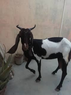 doodh