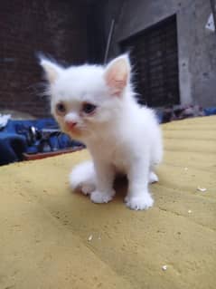 cats kittens available