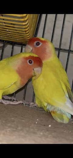 Common Latino Red Eyes