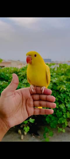 Yellow